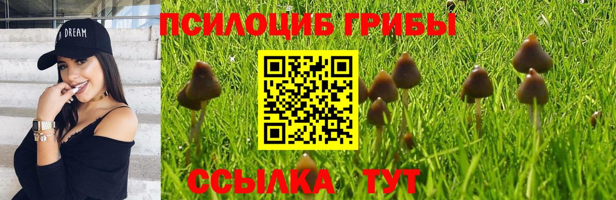 Псилоцибиновые грибы Cubensis Орёл